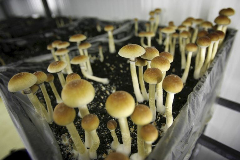 Psychedelic Mushrooms