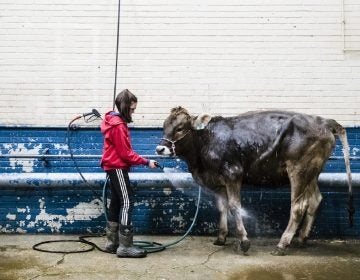 Kristin Shaffer, 12, of Port Trevorton, Pa., cleans her brown Swiss dairy cow during the 103rd Pennsylvania Farm Show in Harrisburg, Pa., Wednesday, Jan. 9, 2019. ( Matt Rourke / AP)