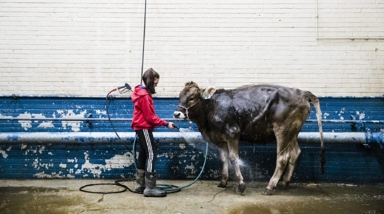 Kristin Shaffer, 12, of Port Trevorton, Pa., cleans her brown Swiss dairy cow during the 103rd Pennsylvania Farm Show in Harrisburg, Pa., Wednesday, Jan. 9, 2019. ( Matt Rourke / AP)