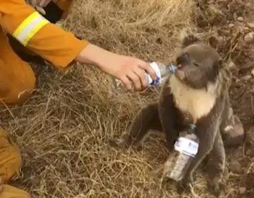 In this image made from video taken on Dec. 22, 2019, and provided by Oakbank Balhannah CFS, a koala drinks water from a bottle given by a firefighter in Cudlee Creek, South Australia. (Oakbank Balhannah CFS via AP)