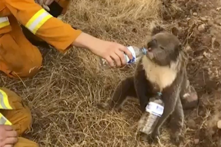 In this image made from video taken on Dec. 22, 2019, and provided by Oakbank Balhannah CFS, a koala drinks water from a bottle given by a firefighter in Cudlee Creek, South Australia. (Oakbank Balhannah CFS via AP)