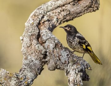 Female regent honeyeater in Capertee National Park, New South Wales, Australia. There are only 300 to 400 of the birds left in the wild, says Ross Crates, an ecologist at Australia National Universit. (David Stowe/via AP Photo)