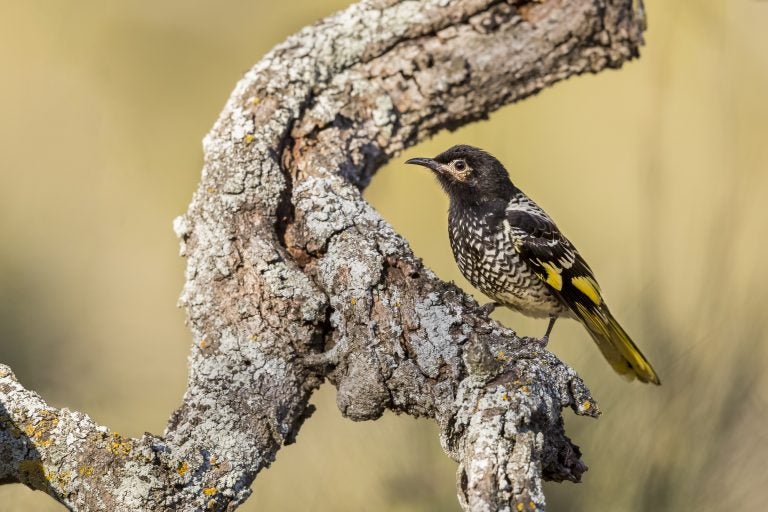 Female regent honeyeater in Capertee National Park, New South Wales, Australia. There are only 300 to 400 of the birds left in the wild, says Ross Crates, an ecologist at Australia National Universit. (David Stowe/via AP Photo)