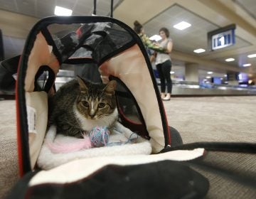 Oscar the cat sits in his carry on travel bag after arriving at Phoenix Sky Harbor International Airport Wednesday, Sept. 20, 2017, in Phoenix. (Ross D. Franklin/AP Photo)