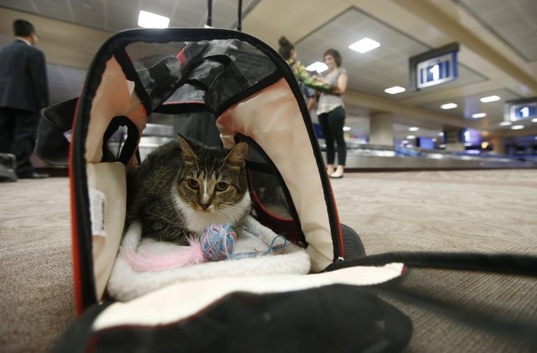 Oscar the cat sits in his carry on travel bag after arriving at Phoenix Sky Harbor International Airport Wednesday, Sept. 20, 2017, in Phoenix. (Ross D. Franklin/AP Photo)