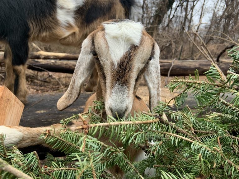 A goat nibbles on a Christmas tree (Philadelphia Goat Project)