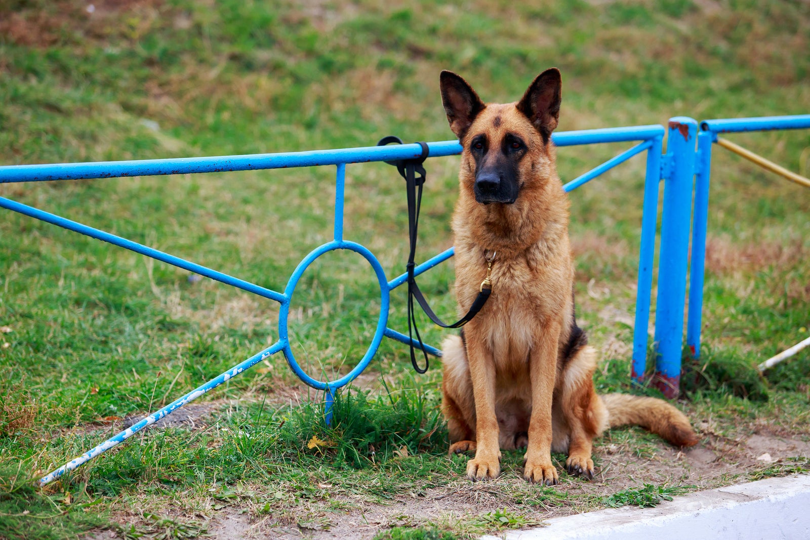 Dog tethered store