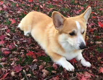 Marty's dog Cole relaxes in the fall leaves. 