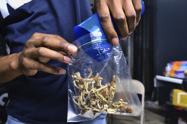 A person bags psilocybin mushrooms at a pop-up cannabis market in Los Angeles. (AP Photo/Richard Vogel)