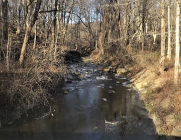 Pike Creek near Newark. Officials says the Clean Water Trust would pave the way for cleaner drinking water, improved stormwater runoff and higher-quality waterways. (Cris Barrish/WHYY)