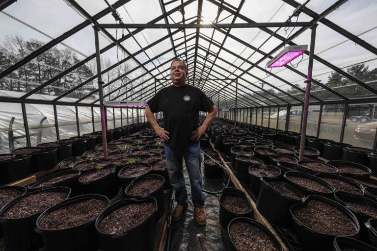 Mike Spray, a hemp grower, poses for a photo in a greenhouse Monday, Feb. 03, 2020, at 302 Hemp Co, in Georgetown, Del. It’s been a year since the hemp growing pilot program in Delaware started and the USDA has made regulations for hemp growing. (Saquan Stimpson for WHYY)