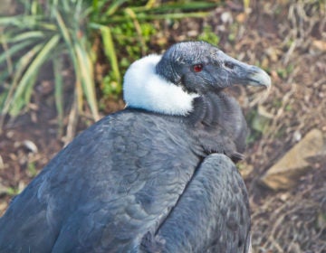 An Andean Condor at the Brandywine Zoo in Wilmington. (Kimberly Paynter/WHYY)