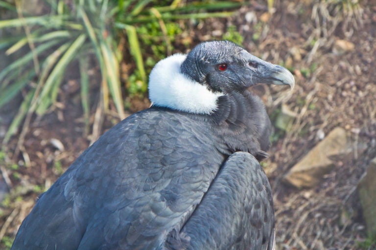 An Andean Condor at the Brandywine Zoo in Wilmington. (Kimberly Paynter/WHYY)