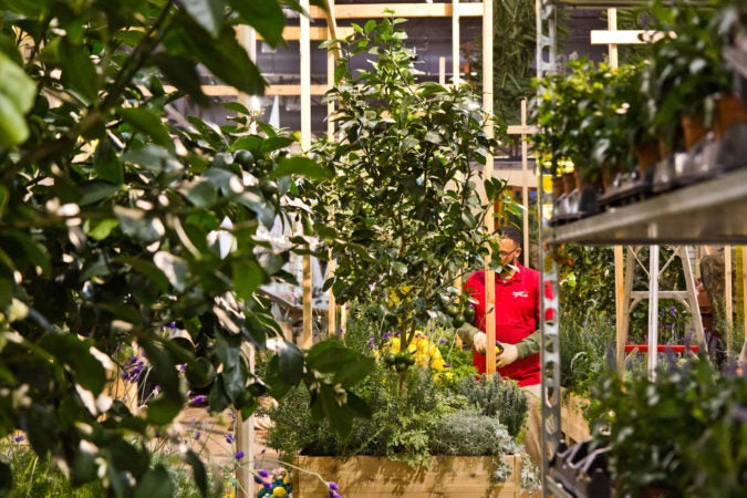 “The Lemonary” a design by London’s Wayward, being built Thursday at the 2020 Flower Show. (Kimberly Paynter/WHYY)