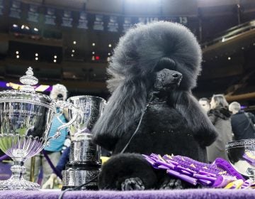 Siba, the standard poodle, poses for photographs after winning Best in Show in the 144th Westminster Kennel Club dog show, Tuesday, Feb. 11, 2020, in New York. (AP Photo/John Minchillo)