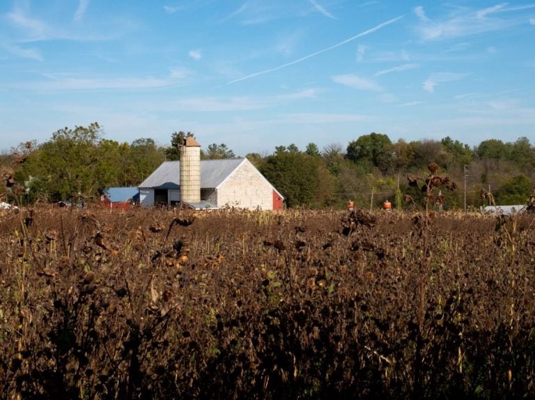 A farm Lancaster County is seen in this photo taken Oct. 19, 2019. (Ian Sterling for WITF)