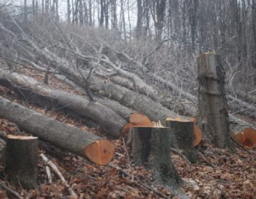 Trees cut on a Susquehanna County property in March 2016 to make way for the proposed Constitution Pipeline. The company has said it will fight a FERC order upholding New York State’s denial of a permit for the project. (Jon Hurdle/StateImpact Pennsylvania)