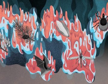 (Illustrations by Cornelia Li for NPR)