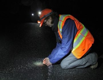 Laurie Cleveland of the Sourland Conservancy scoops up a wood frog to help it across the road, while volunteers with headlamps and flashlights patrol try to save the amphibians from being crushed by passing cars. (Emma Lee/WHYY)