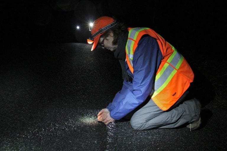 Laurie Cleveland of the Sourland Conservancy scoops up a wood frog to help it across the road, while volunteers with headlamps and flashlights patrol try to save the amphibians from being crushed by passing cars. (Emma Lee/WHYY)