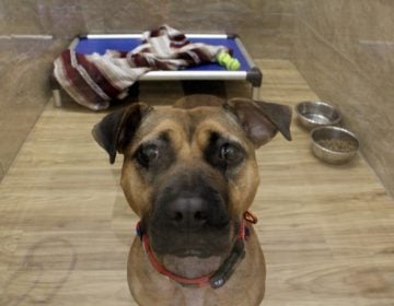 Brownie, a 3-year-old terrier/pit bull mix, needs a home where she is the only pet. She is available for adoption at Doggie Style on Frankford Avenue in Fishtown. (Emma Lee/WHYY)