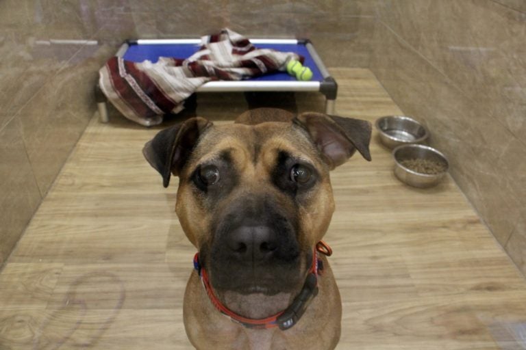 Brownie, a 3-year-old terrier/pit bull mix, needs a home where she is the only pet. She is available for adoption at Doggie Style on Frankford Avenue in Fishtown. (Emma Lee/WHYY)
