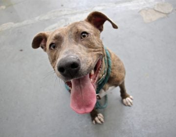 Judah, a high-energy dog at Morris Animal Refuge. (Emma Lee/WHYY)