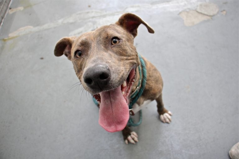 Judah is a high energy dog, who can't live in a household with other pets. (Emma Lee/WHYY)