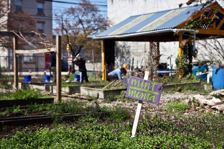 A family works at the La Parcelas community garden in Kensington. (Kimberly Paynter/WHYY)