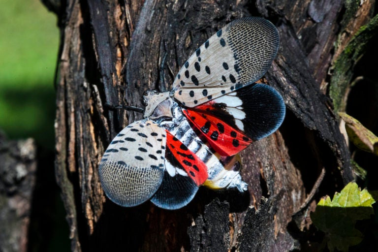 A closeup of a spotted lanternfly