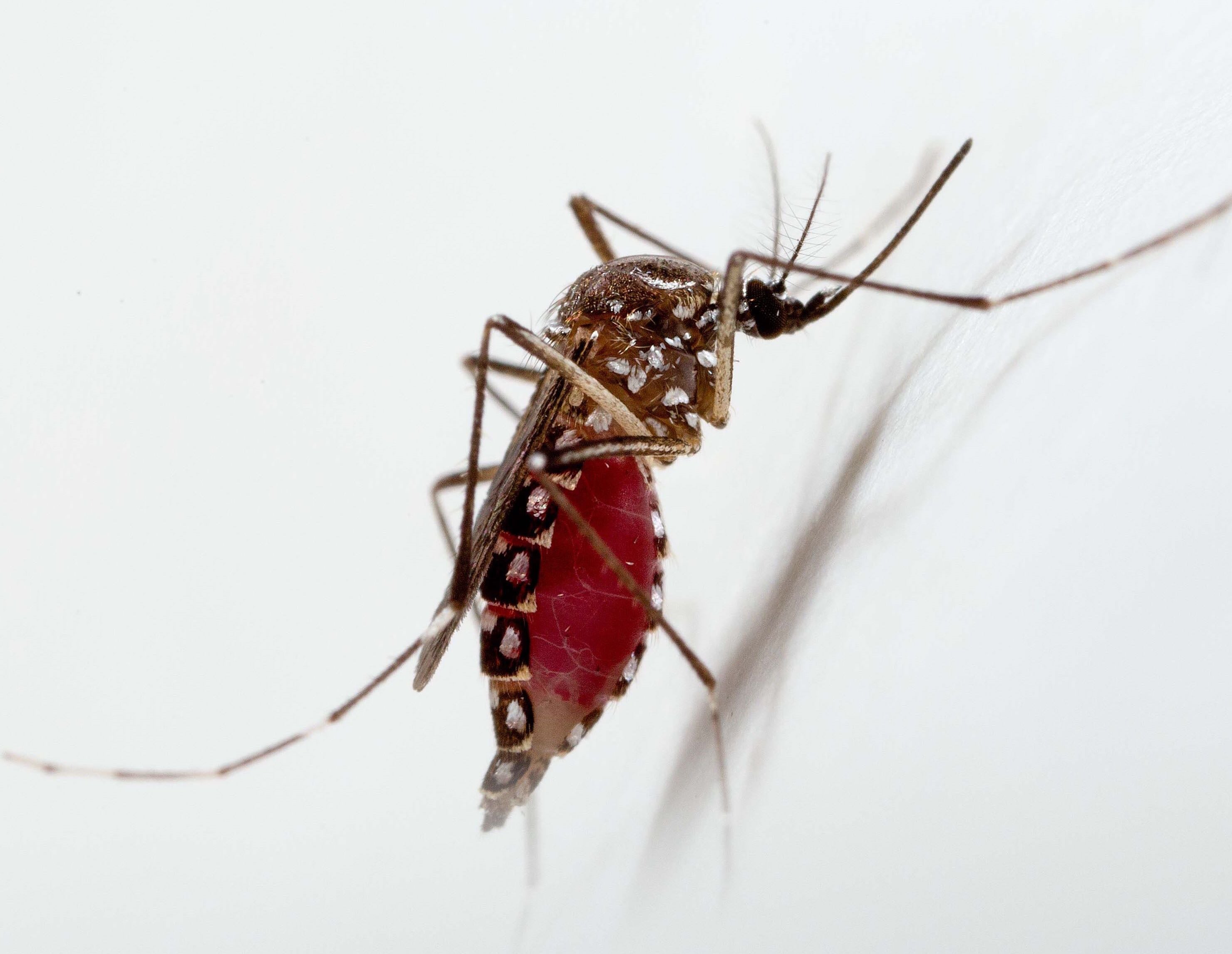 How mosquitos and mammals factor into COVID-19 story - WHYY