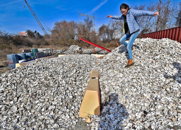 Sarah Bouboulis, Habitat Specialist at the Partnership for the Delaware Estuary in Wilmington, Delaware, carefully walks down a small mountain of oyster shells ready to be recycled.  (Butch Comegys for WHYY)