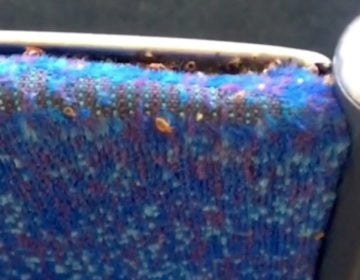 A screenshot from a 2018 viral video of bedbugs on a SEPTA bus. (Courtesy of Crystal Lopez)