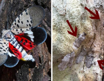 To stop lanternflies before they're full-grown, scrape off their eggs AP IMAGES / @VCMCGUIRE