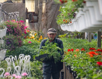 Ron Fox brings some tomato plants to a customer at his farm stand in Pittsgrove, N.J. (Emma Lee/WHYY)