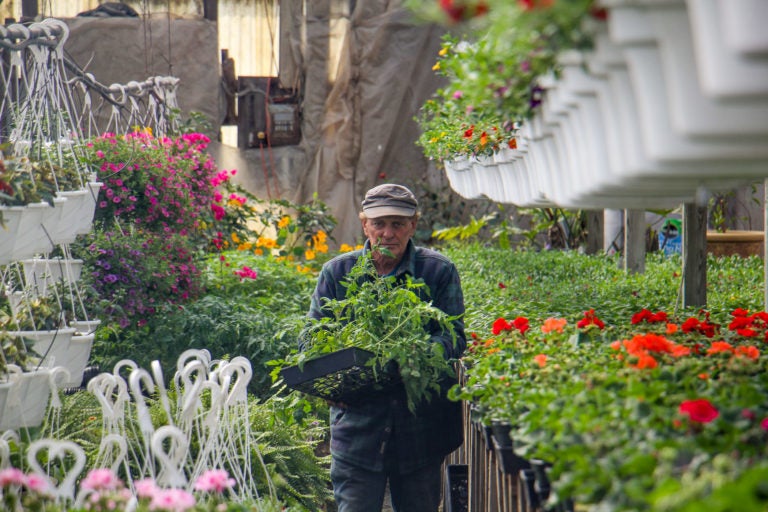 Ron Fox brings some tomato plants to a customer at his farm stand in Pittsgrove, N.J. (Emma Lee/WHYY)