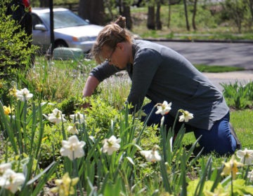 With her landscaping business closed because of the coronavirus pandemic, Elizabeth Haegele works in her own garden in Morrisville. (Emma Lee/WHYY)