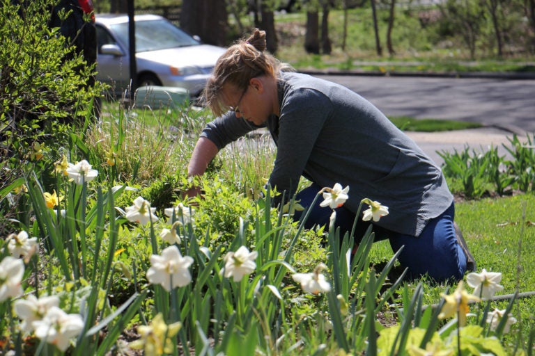 With her landscaping business closed because of the coronavirus pandemic, Elizabeth Haegele works in her own garden in Morrisville. (Emma Lee/WHYY)