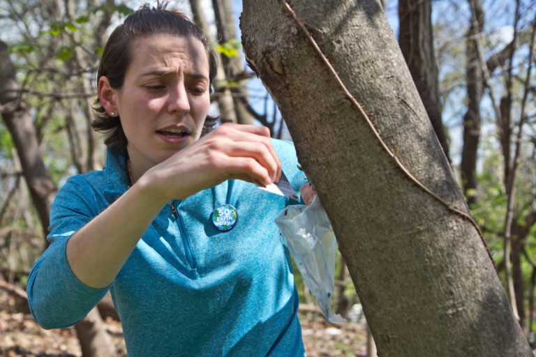 Rachel Valletta, Director of the Climate and Urban Systems Partnership at the Franklin Institute, explains how to scrape spotted  lanternfly eggs off of a maple tree in Fairmount Park. (Kimberly Paynter/WHYY)