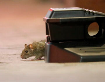 A rodent walks around a device with poisonous bait on Bourbon Street in New Orleans, Monday, March 23, 2020. Complicating New Orleans' fight against the new coronavirus spread, rats and mice are abandoning their hiding places in walls and rafters of shuttered businesses and venturing outside. (AP Photo/Gerald Herbert)