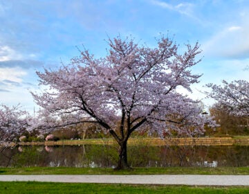 A tree in spring bloom next to the Schuylkill River in Philadelphia