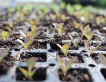 Plant starters are for sale at Greensgrow Farm in Kensington. (Greensgrow)