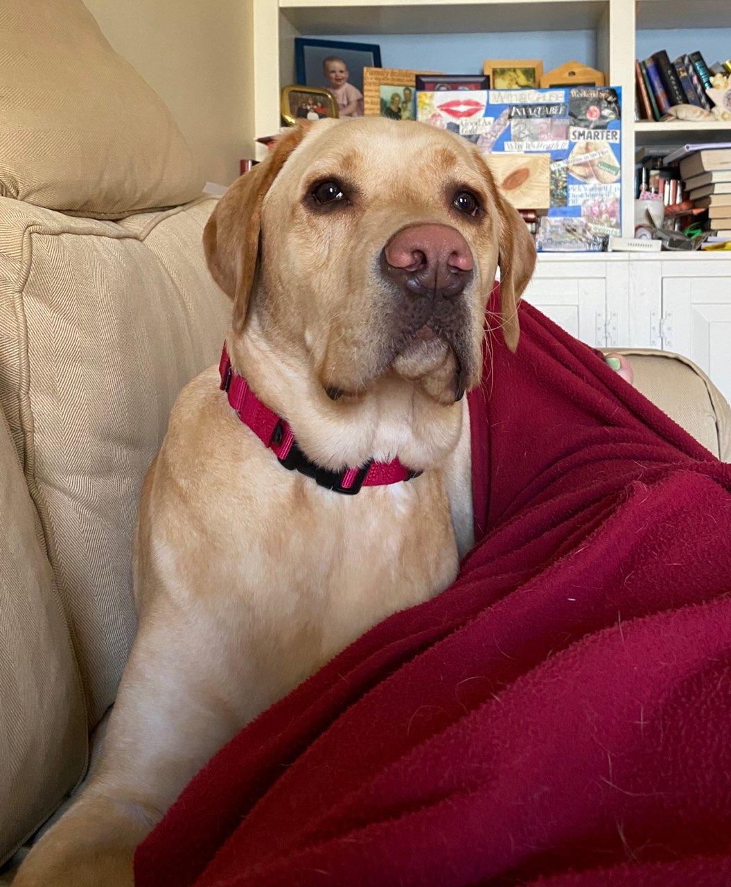 Bruno, the yellow Lab, is the newest member of the Kintisch household. “He makes us laugh he makes us smile.” Courtesy of Jean Kintisch)