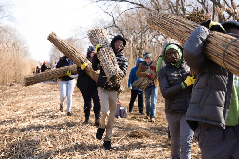 The harvesting session, called Phrag Fest, kicks off an ecological art project by artist Sarah Kavage (not pictured). (Rachel Wisniewski for WHYY)