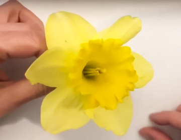 Dissecting a Daffodil with Ms. Kearney