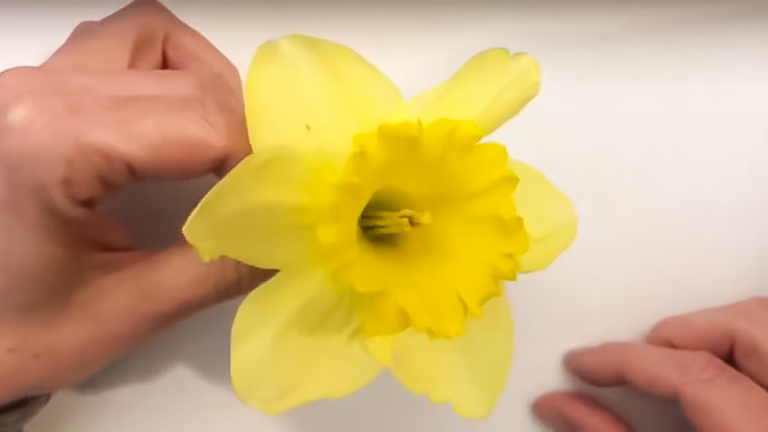 Dissecting a Daffodil with Ms. Kearney