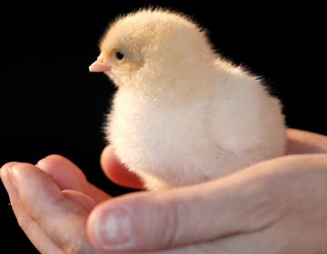 Chicken hatcheries say they're seeing a spike in interest from people wanting to raise the birds at home. A poultry expert says that for the average person keeping half a dozen chickens in the summer, 