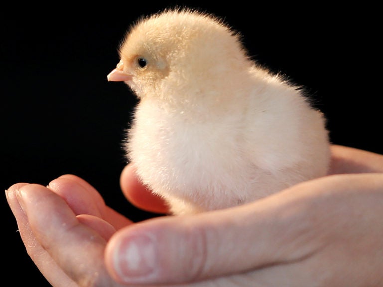 Chicken hatcheries say they're seeing a spike in interest from people wanting to raise the birds at home. A poultry expert says that for the average person keeping half a dozen chickens in the summer, 