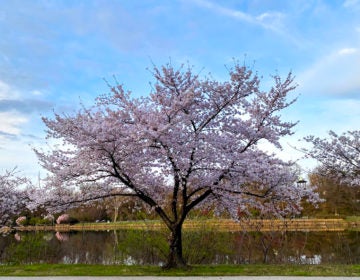 A tree in spring bloom next to the Schuylkill River in Philadelphia, March 2020. (Danya Henninger/Billy Penn)
