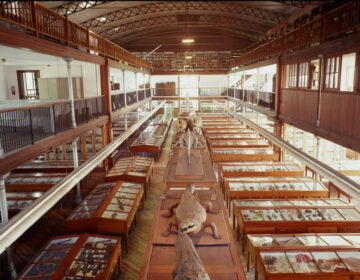 Display cases inside the Wagner Free Institute of Science (David Graham/The Wagner Free Institute of Science)